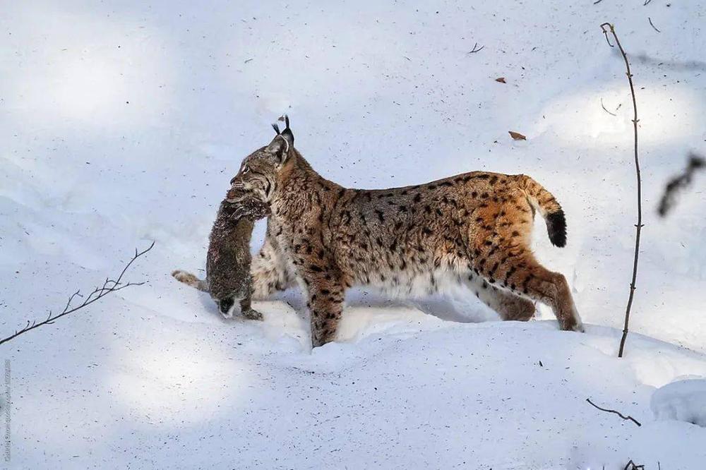 辽宁豹迎来山西汾酒,战火再起谁能称雄? 辽宁豹迎来山西汾酒,战火再起谁能称雄?